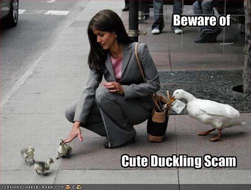 Beware of cute ducking scam