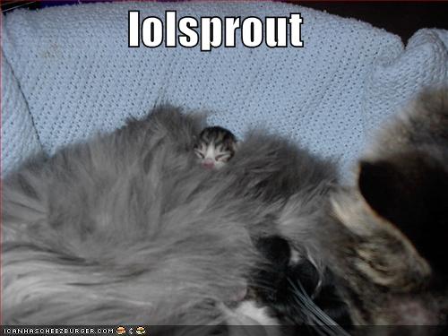 lolsprout