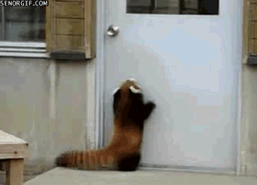 red pandas can't jump